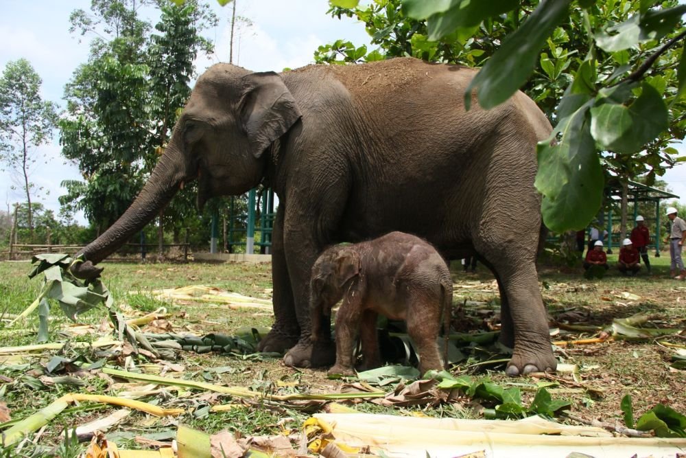 Kado Spesial untuk Pelestarian Gajah Sumatera: Lahir Bayi Gajah di Unit Konservasi Gajah Estate Ukui PT RAPP