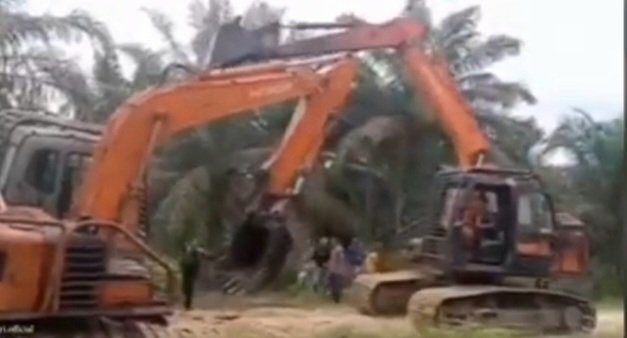 Viral 3 Excavator Laga di Tengah Kebun