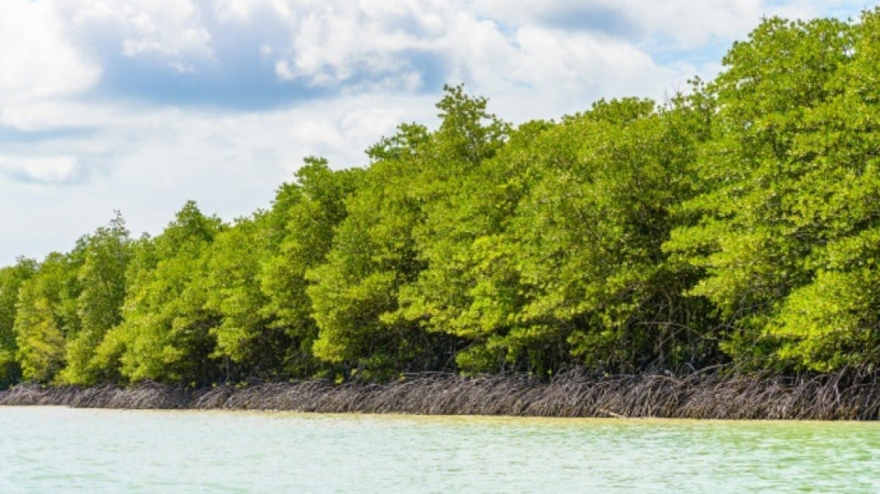 Wakapolda Riau Pinta Warga Pesisir Pantai Tanam Dan Jaga Mangrove 