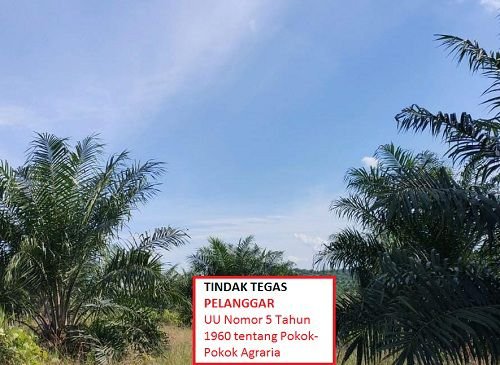 Klarifikasi Berita "Bidnen SH: Pemkab Pelalawan Harus Tegas Sikapi Lahan PT Musim Mas Diduga Kelebihan Garap"