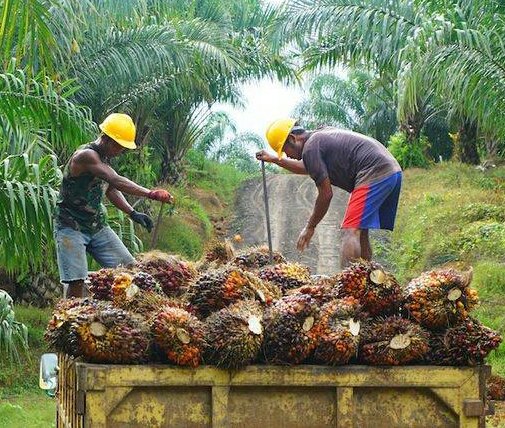 Harga TBS Sawit di Riau Naik