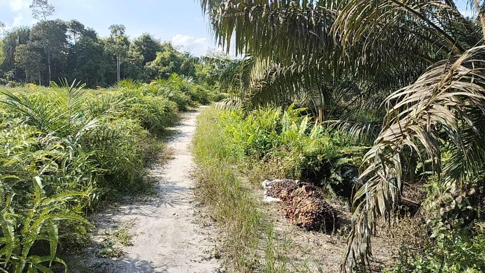 Diduga Perkebunan PT Cakra Alam  Ingkar Janji Tanam Pokok Kayu Sepanjang DAS