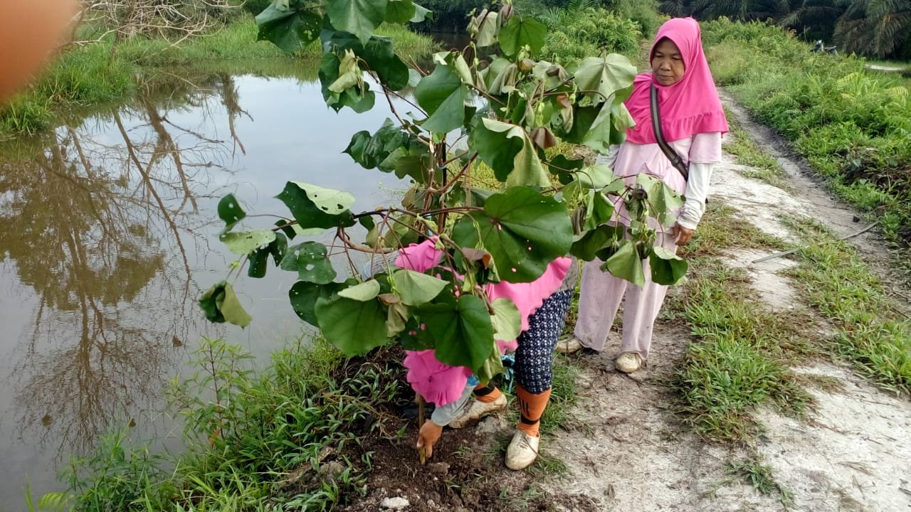 Aneh!! Setelah Pemberitaan Perkebunan PT CAS Diduga Mulai Tanami DAS