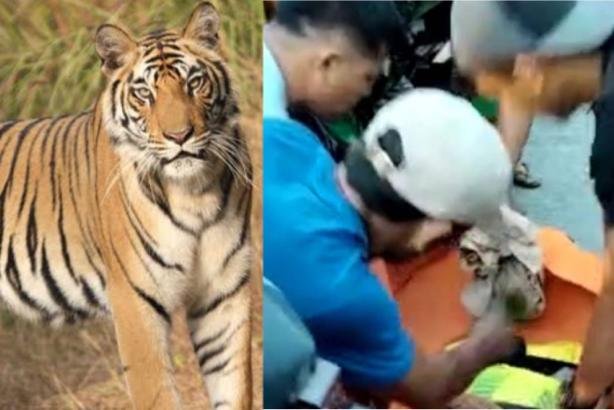 Berdarah-darah! Petani Diterkam Harimau Hingga Kepalanya Terpisah