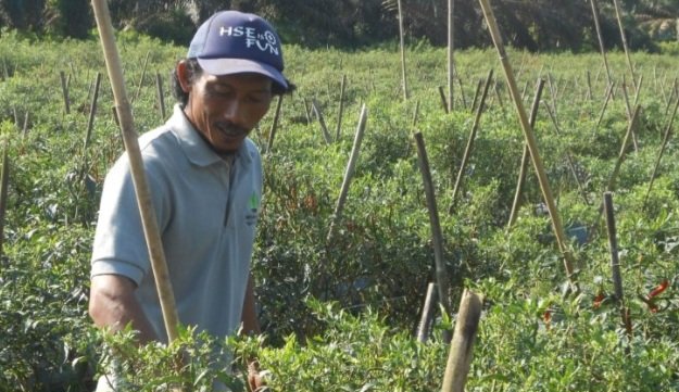 Harga Pupuk Melejit Petani MenjeritÂ