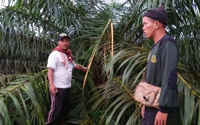 Kawanan Gajah Masuk ke Perkebunan Kelapa Sawit 