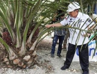 Sangat Minim InformasiÂ Penting yang Diterima Masyarakat Petani Sawit 