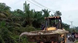 Geger !! Buaya Raksasa Diyakini Titisan Siluman