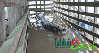 Crocodile Watching di Danau Napangga, Destinasi Wisata Menarik di Tanjung Medan, Rokan Hilir!