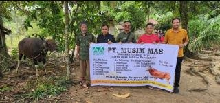 Melalui Program CSR PT Musim Mas Salurkan Hewan Qurban Ke Desa Desa di Sekitar 