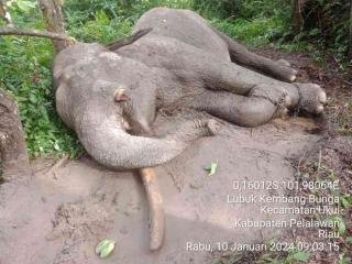 Gading Hilang Satu, Gajah Sumatera di Balai TNTN Mati Keracunan