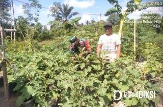 Peduli kepada Petani Terong, Babinsa Berikan Pendampingan Hangpangan