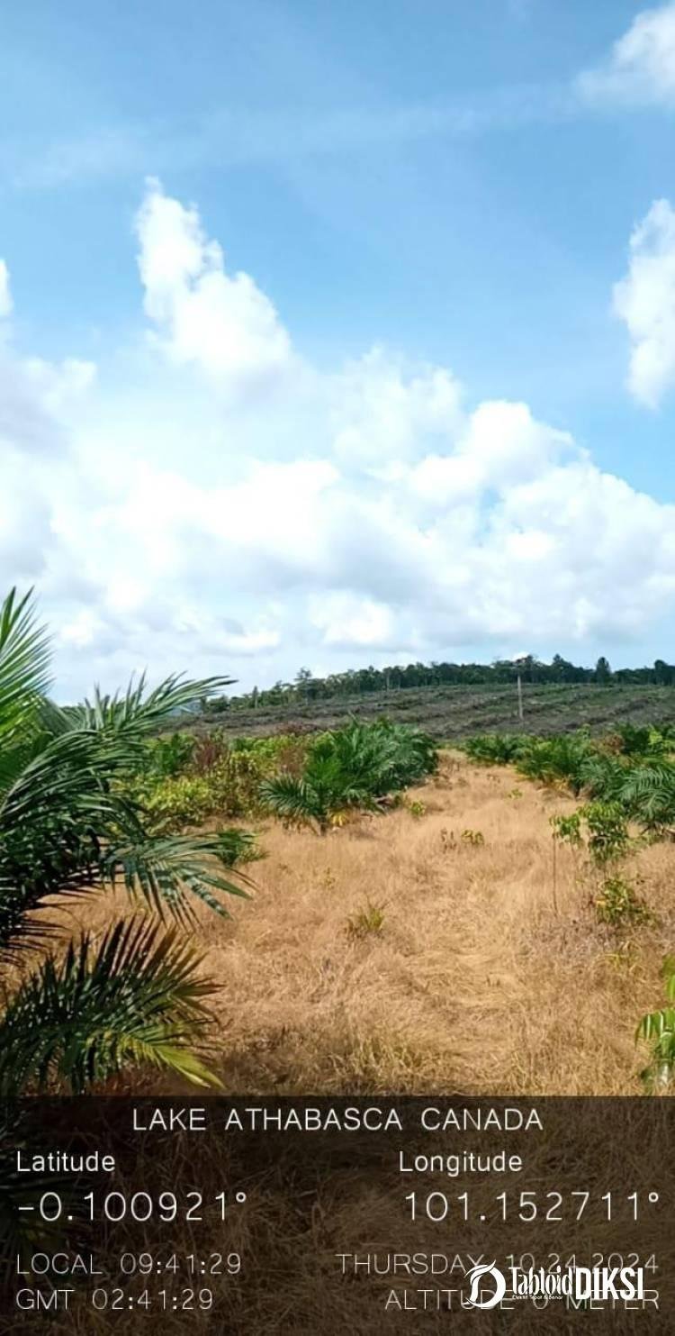 Garap Hutan Margasatwa Rimbang Baling Desa Kuntu Darussalam, Masyarakat Ironis Pemilik Lahan Tidak Ditahan !