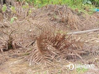 Kasus Pengrusakan Tanaman Sawit dan Pagar Kebun di Kampar Kiri Hulu Berujung Ancaman Pembunuhan