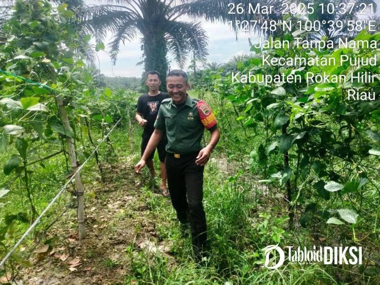 Warga Miliki Lahan Untuk Bertani, Babinsa Koramil 06/TM Berikan Pendampingan Dan Motifasi