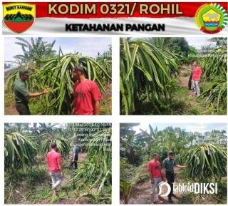 Guna Tingkatkan Ekonomi Masyarakat Babinsa Koramil 06/TM Berikan Pendampingan Kepada Petani Naga