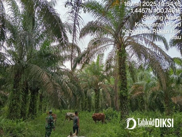 Hindari Penyakit Mulut Dan Kuku, Babinsa Koramil 06/TM Koramil 0321/Rohil Ingatkan Warga Memiliki Hewan Ternak