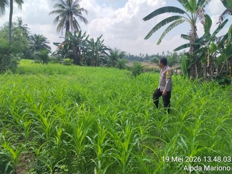 Polisi Cinta Petani Polsek Pangean Cek Perkembangan Tanaman Jagung di Desa Padang Kunik.