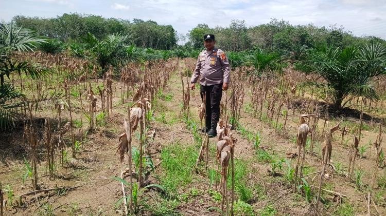 Dukung Program Ketahanan Nasional,Polsek Peranap Cek Perkembangan Jangung Pipil Di Des baturijal Barat 