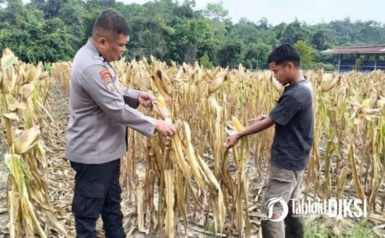 Polsek Rumbai Barat Kawal Ketahanan Pangan, Bhabinkamtibmas Turun ke Kebun Jagung Warga