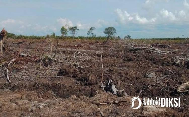 Terbongkar! Polda Riau Usut Dugaan Perambahan 100 Hektare Hutan Mangrove di Rohil