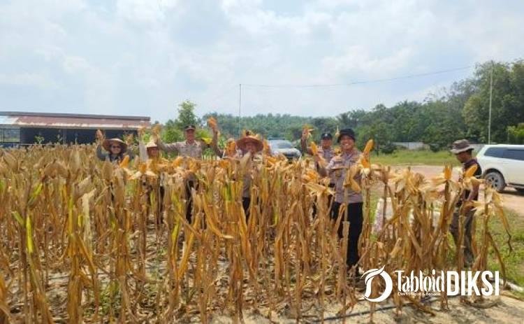 Polsek Rumbai Barat Panen 700 Kg Jagung, Bukti Nyata Polri Kawal Ketahanan Pangan Nasional