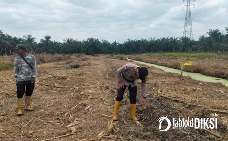 Polsek Batu Hampar Kawal Ketat Lahan Jagung 2 Hektare, Perkuat Ketahanan Pangan di Rokan Hilir