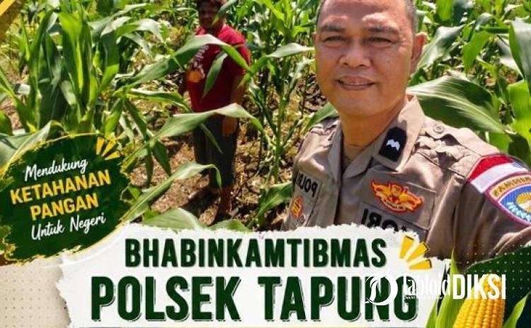 Polri Kawal Swasembada Pangan, Bhabinkamtibmas Turun ke Ladang Jagung 1,5 Hektare di Tapung