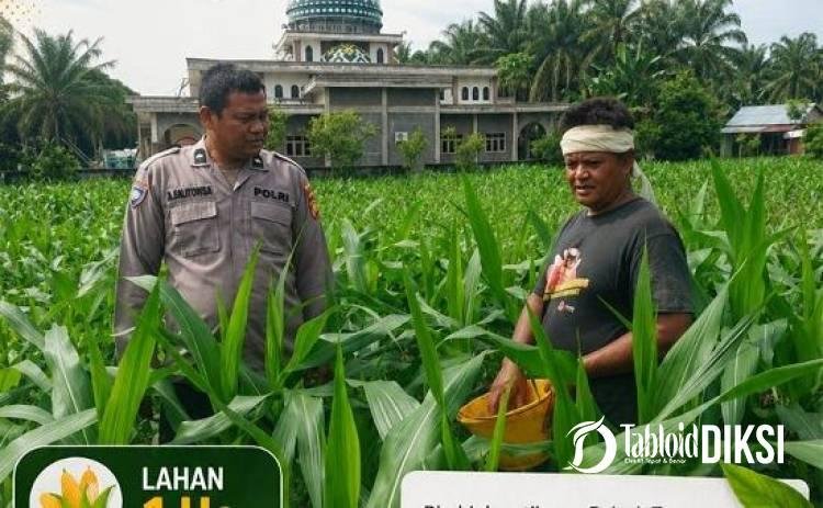 Bhabinkamtibmas Pantau Jagung Petani Tapung, Kawal Swasembada Pangan 
