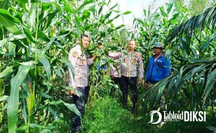 Kapolsek Tapung  Turun dan Tinjau Lahan Jagung Tumpang Sari Seluas 2 Hektare di Desa Sumber Makmur