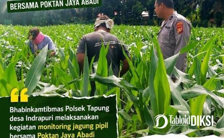 Bhabinkamtibmas Polsek Tapung Monitoring Tanaman Jagung Bersama Poktan Jaya Abadi di Desa Indrapuri