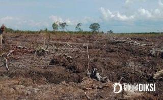 Terbongkar! Polda Riau Usut Dugaan Perambahan 100 Hektare Hutan Mangrove di Rohil