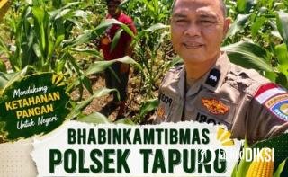 Polri Kawal Swasembada Pangan, Bhabinkamtibmas Turun ke Ladang Jagung 1,5 Hektare di Tapung
