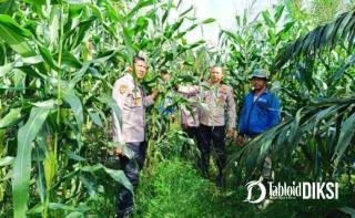 Kapolsek Tapung Turun dan Tinjau Lahan Jagung Tumpang Sari Seluas 2 Hektare di Desa Sumber Makmur