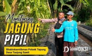 Tak Hanya Jaga Kamtibmas, Bhabinkamtibmas Polsek Tapung Rutin Dampingi Petani Jagung