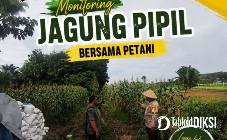 Bhabinkamtibmas Turun ke Ladang, Kawal Jagung Petani Tapung Demi Sukseskan Swasembada Pangan