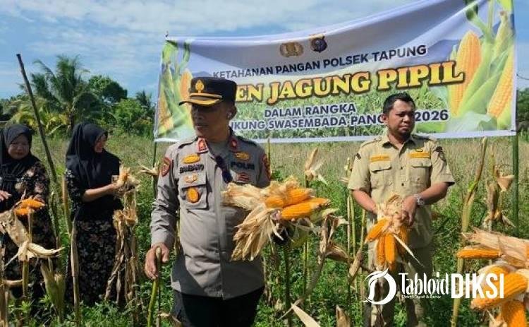 Panen Jagung Melimpah, Polsek Tapung dan Petani Perkuat Misi Swasembada Pangan