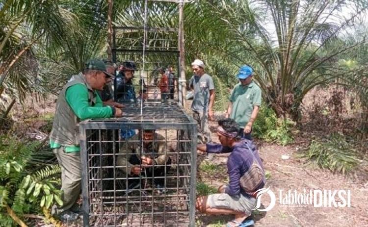 Konflik Manusia dan Beruang Madu Kembali Terjadi, Tim BBKSDA Riau Pasang Kandang Jebak