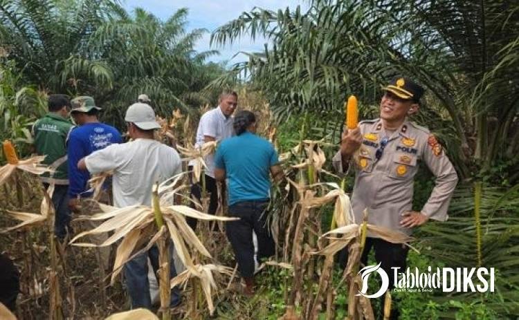 Panen 4 Ton Jagung, Polsek Tapung Perkuat Misi Swasembada Pangan 2026