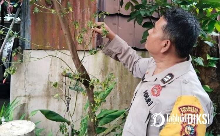Bukan Sekadar Patroli, Jajaran Polsek Bukitraya Cek Kebun Cabai Warga di Pekanbaru