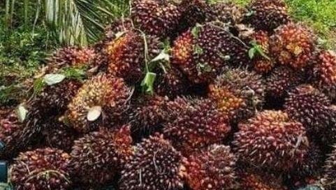 Harga TBS Kelapa Sawit Mitra Plasma Riau Periode 12–18 Agustus 2026 Turun