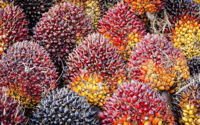Harga TBS Sawit Riau Naik, Umur 9 Tahun Capai Rp3.936 per Kilogram