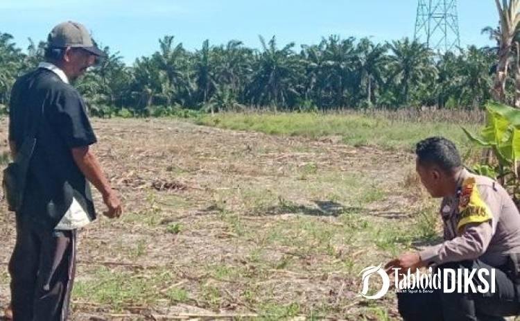 Target Panen Oktober, Polisi Pantau Jagung Ketahanan Pangan di Sungai Sialang