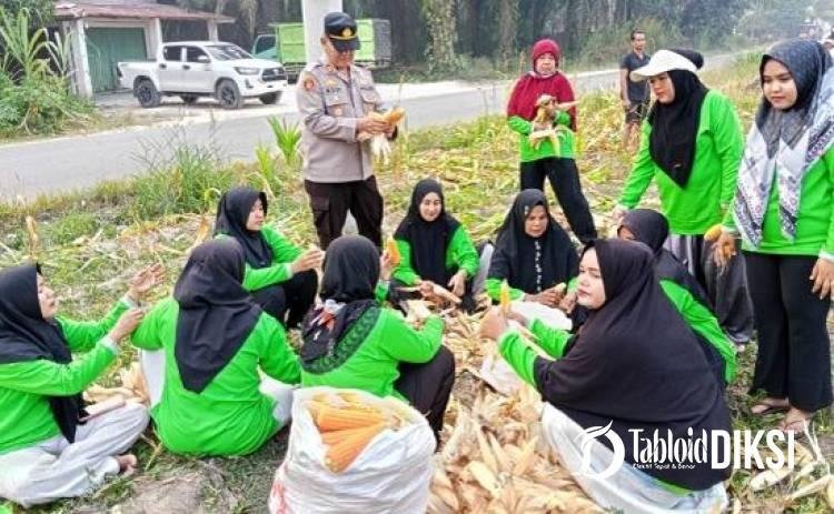 Dari Desa untuk Swasembada Pangan, Kapolsek Kampar Panen Jagung Bersama KWT