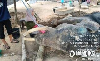 Gajah Legendaris Jovi di PLG Minas Mati Usai Bertahun-tahun Jadi Garda Konservasi Riau