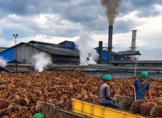 Harga TBS Sawit Swadaya Riau Periode 5-11 Agustus Naik, Tembus Rp3.936,63 per Kg
