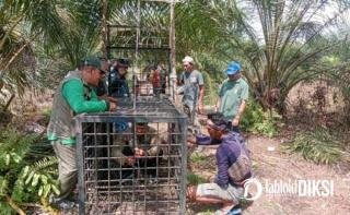 Konflik Manusia dan Beruang Madu Kembali Terjadi, Tim BBKSDA Riau Pasang Kandang Jebak