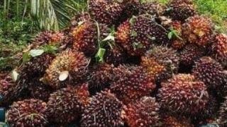 Harga TBS Kelapa Sawit Mitra Plasma Riau Periode 12–18 Agustus 2026 Turun