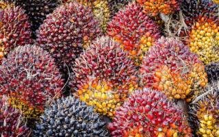 Harga TBS Sawit Riau Naik, Umur 9 Tahun Capai Rp3.936 per Kilogram