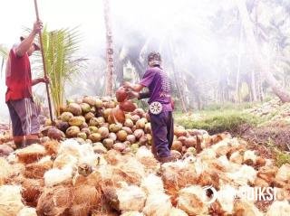 Harga Kelapa Inhil Terjun Bebas, Petani Kini Hanya Dibayar Rp1.800 per Kilogram